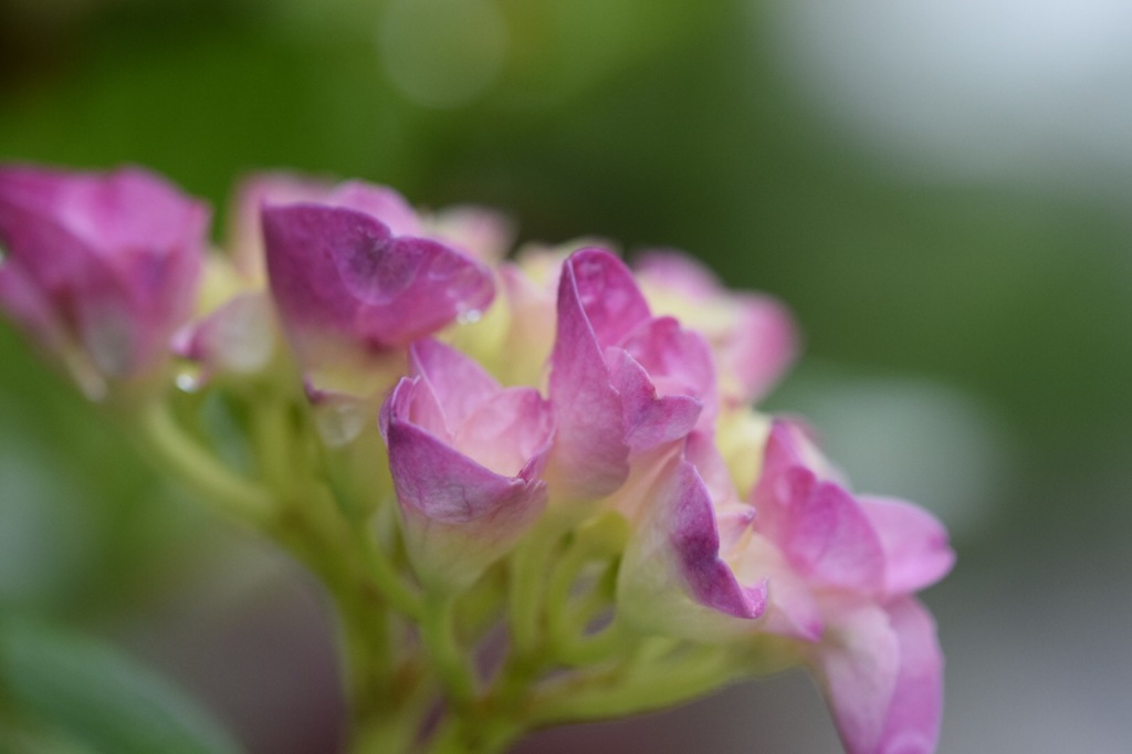 まだ準備中なの。もう少し待って。