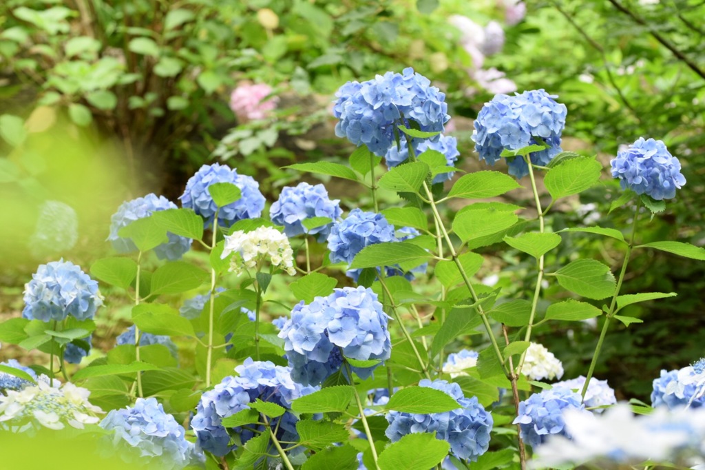 君達、背が高いね〜。