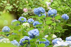 君達、背が高いね〜。