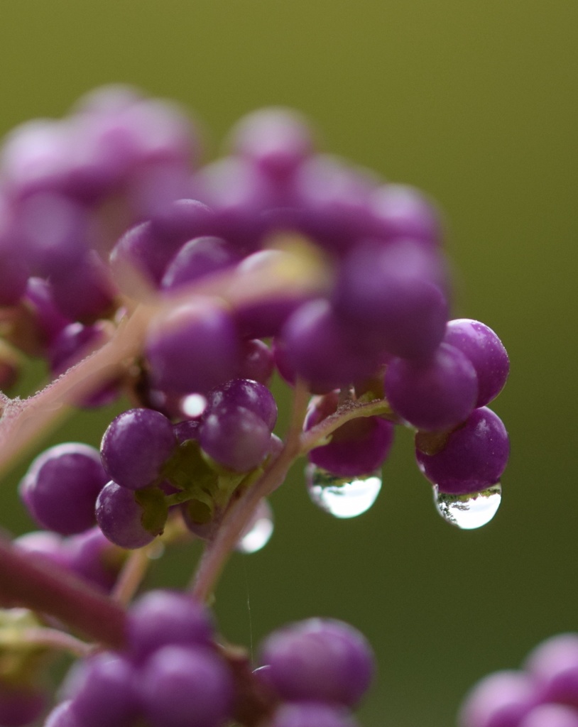 グレープはグレープ色に惹かれるのです♪