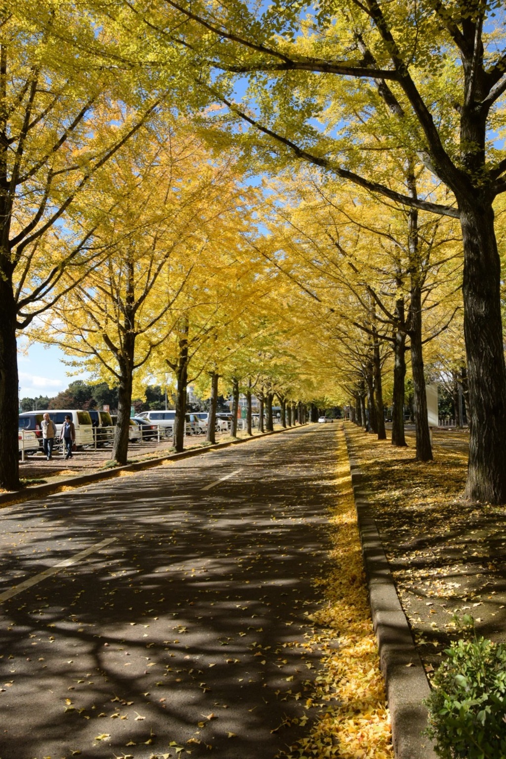 明るい道がずっと続きますように♪