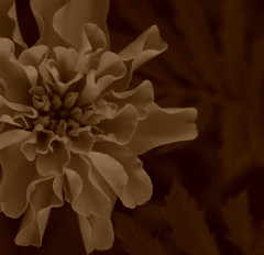 君がセピア色になればいいのに。