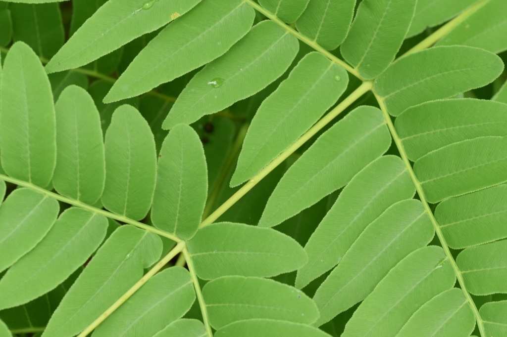 君達のルール。