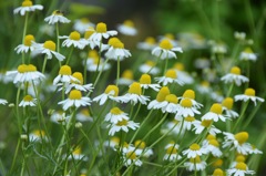 みんな一生懸命だなぁ。