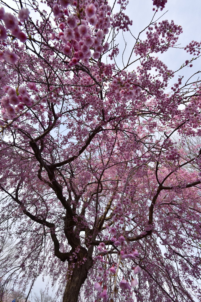 桜の下で　愛を語ろう。