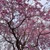 桜の下で　愛を語ろう。