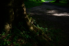霞城公園　５