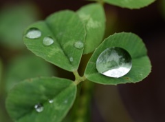 きっかり三ッ葉! 潔ぎよく三ッ葉!