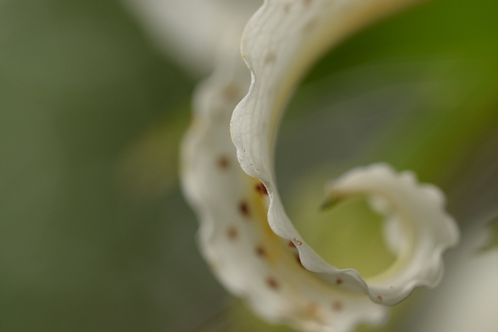 フリルはやっぱり好き!