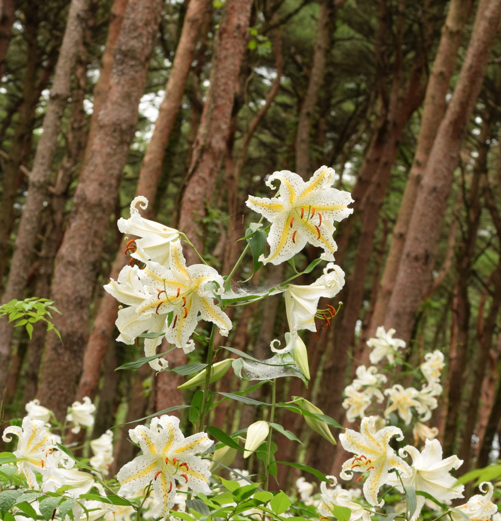 Lilyのおしゃべり。