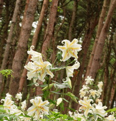 Lilyのおしゃべり。