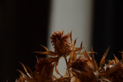 紅花、 最上川、都、 栄えた昔を偲ぶ。