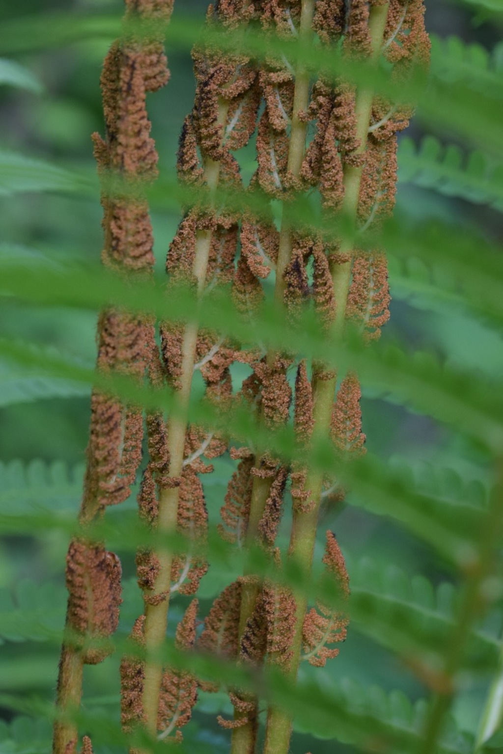 隠れても、君目立ち過ぎ‼︎