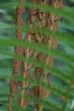 隠れても、君目立ち過ぎ‼︎