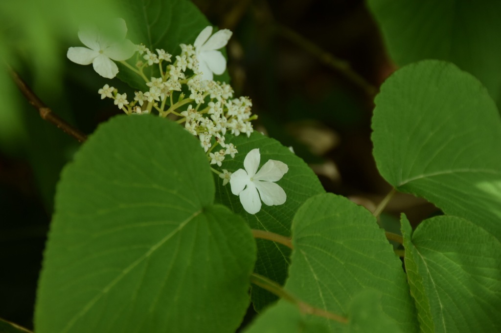 広大な森に佇む君。