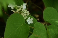 広大な森に佇む君。