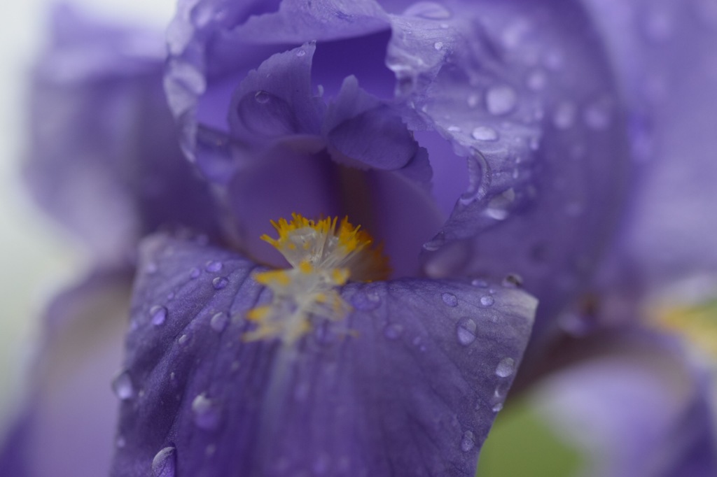 黄色の絨毯を進んでみたら…。