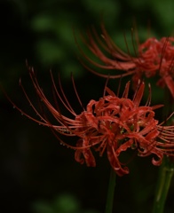 みずみずしく美しく。