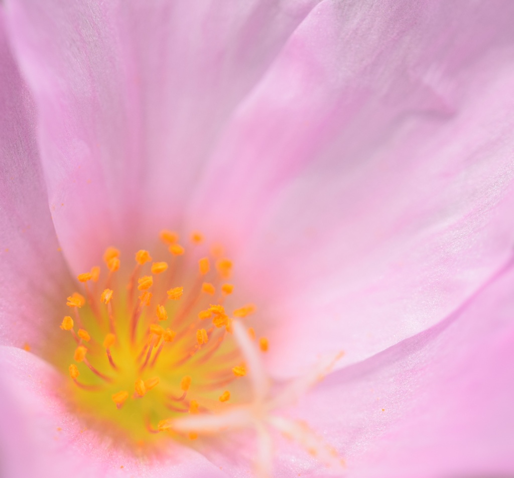 やっぱり優しくしてしまう方がちょっとだけ多く好き、ってこと？