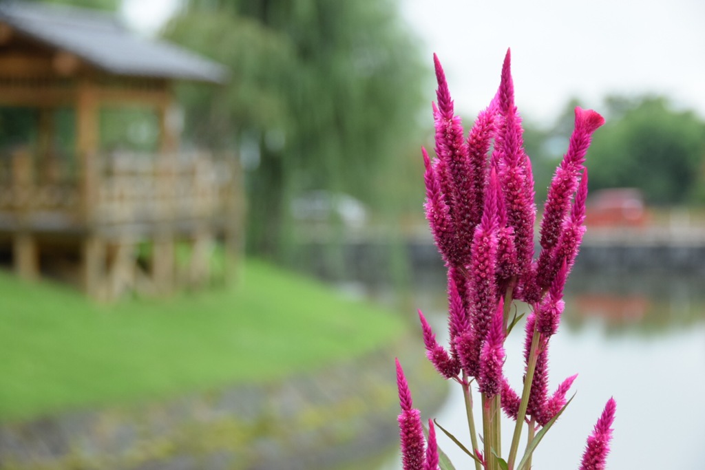 貴方がひょっこり来てくれたらうれしいのに…。