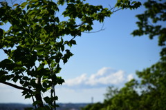 新緑を味わう。