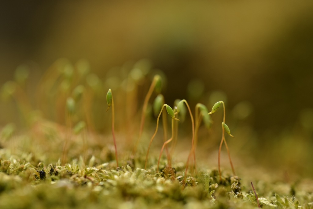 火星人のおしゃべり。