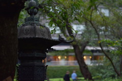 秋の声。