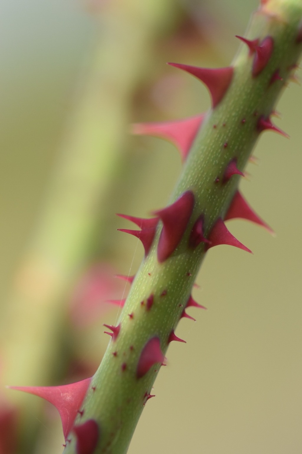 ワタシ凶器よ〜♪ 痛いよ〜♪