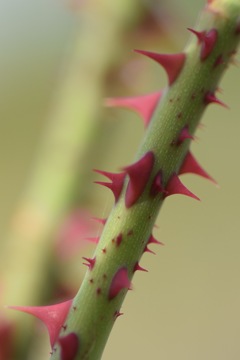 ワタシ凶器よ〜♪ 痛いよ〜♪