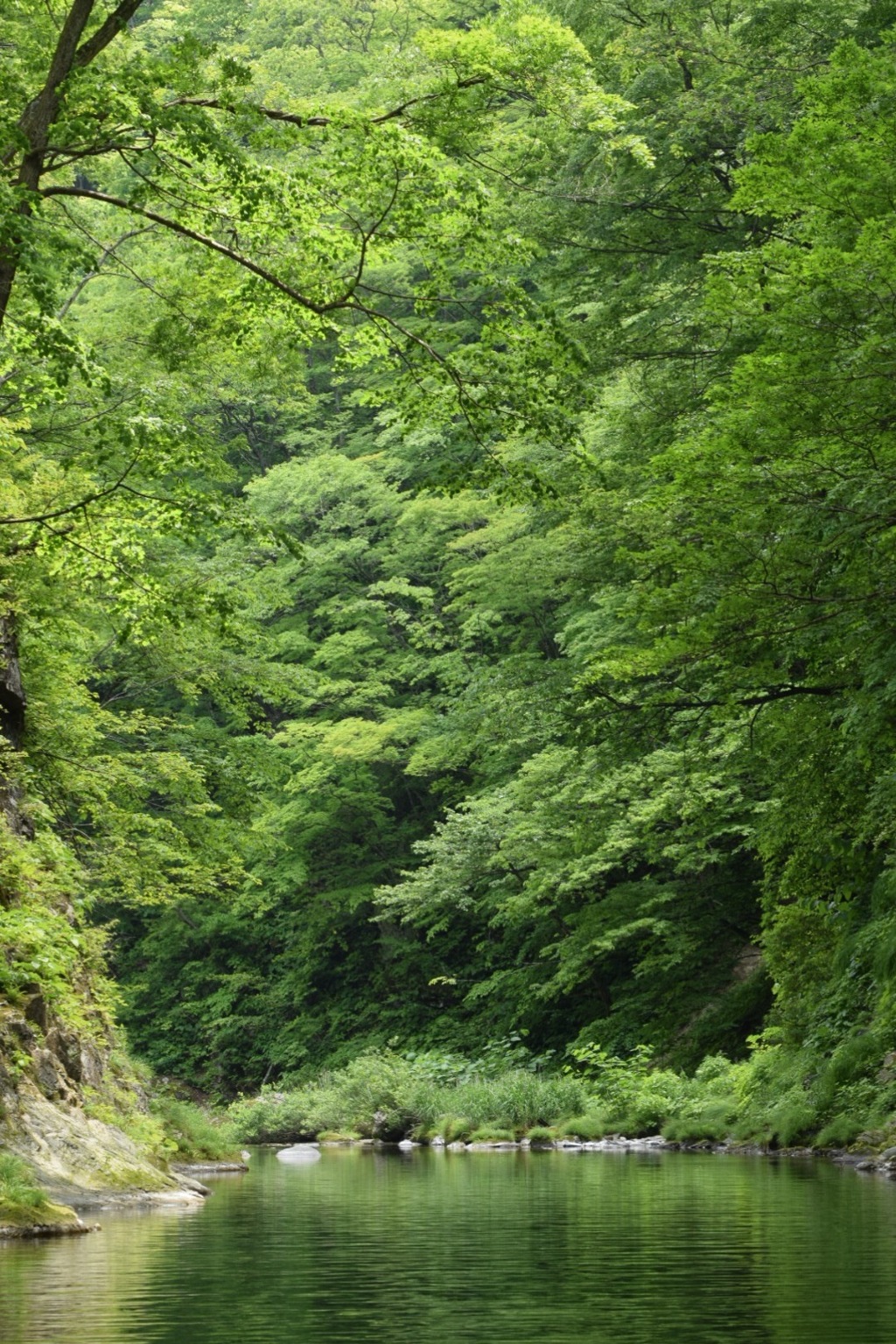 緑! 緑! エネルギー補給されます。