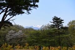 春を求めて　県北へ♪