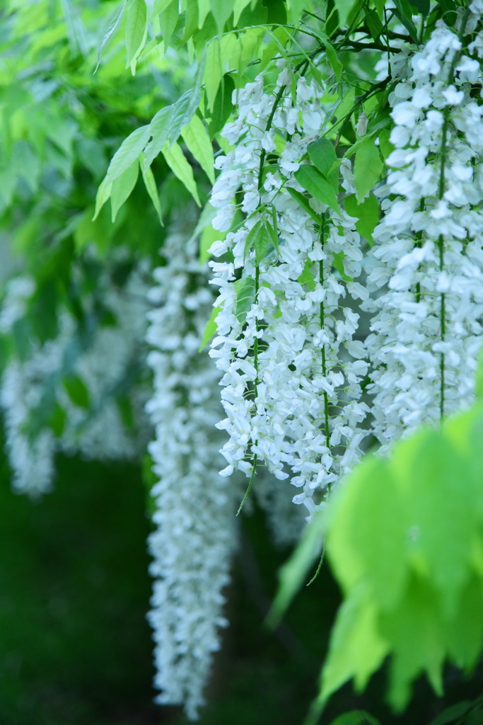 季節の花、見つけられてよかった！