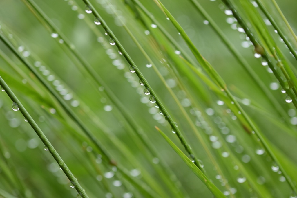 夢か現か幻か。