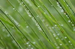 夢か現か幻か。