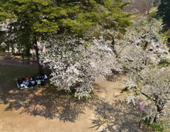 桜の下で、笑顔♪