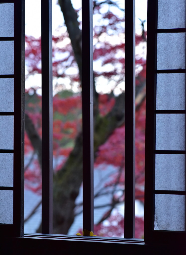 紅葉　Ⅵ