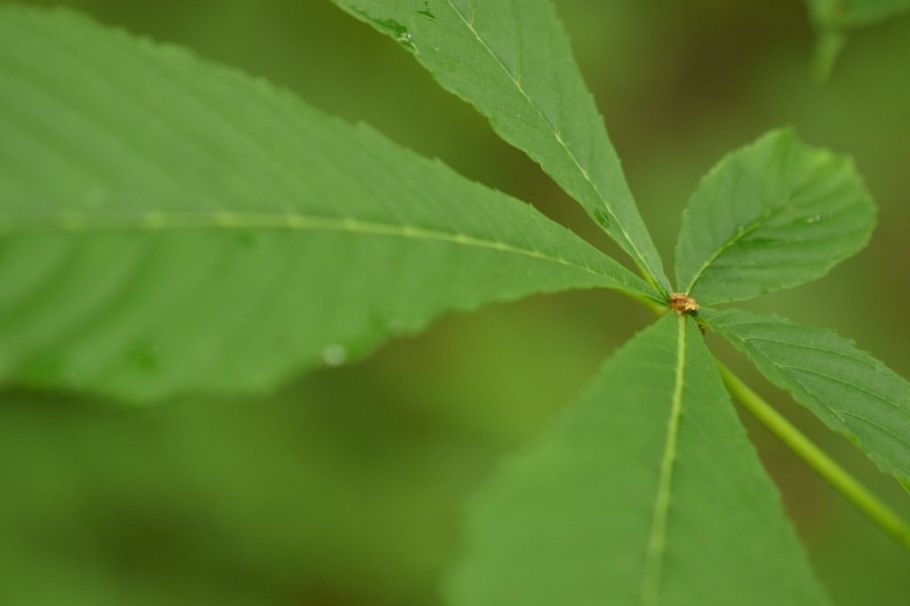 ブーメランが飛んできた!