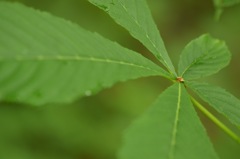 ブーメランが飛んできた!