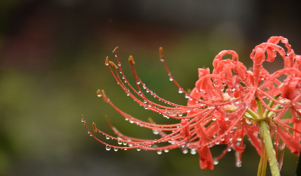 君に逢う日は雨の日が多くない？