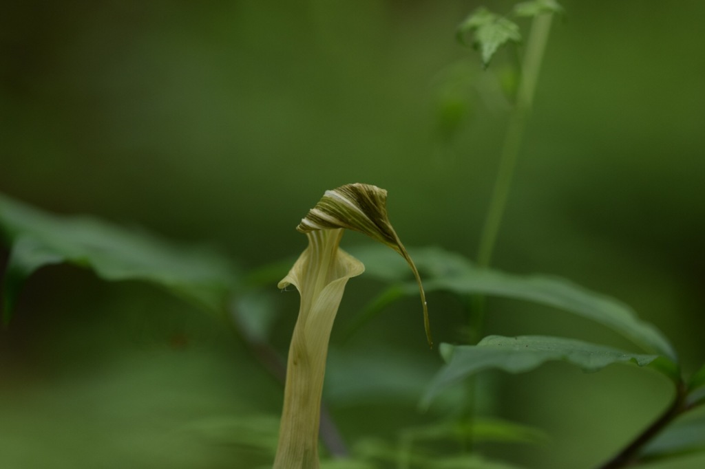 もうお別れね。