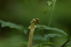 もうお別れね。