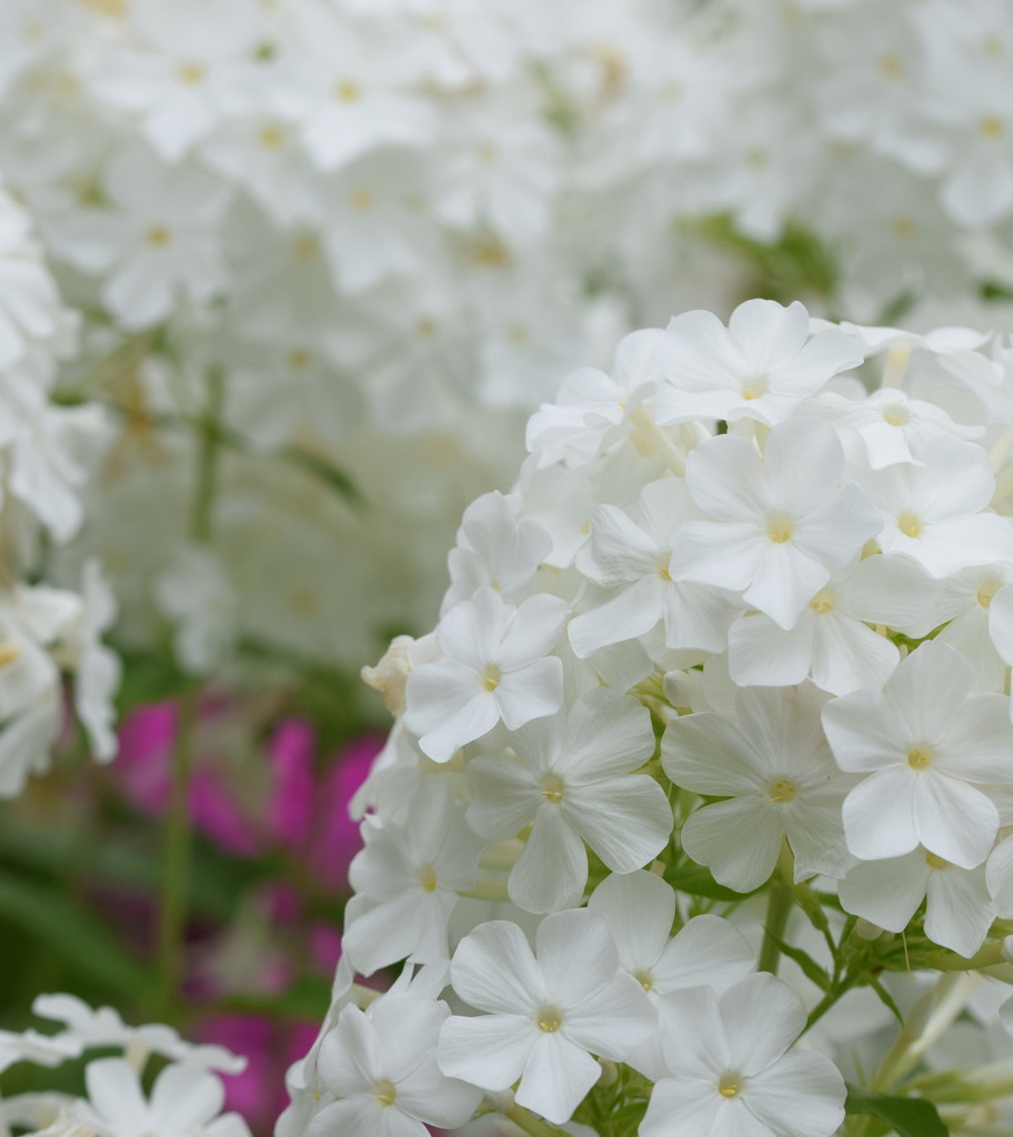 ウェディングドレスは白だけど、二次会はピンクを着るわ。