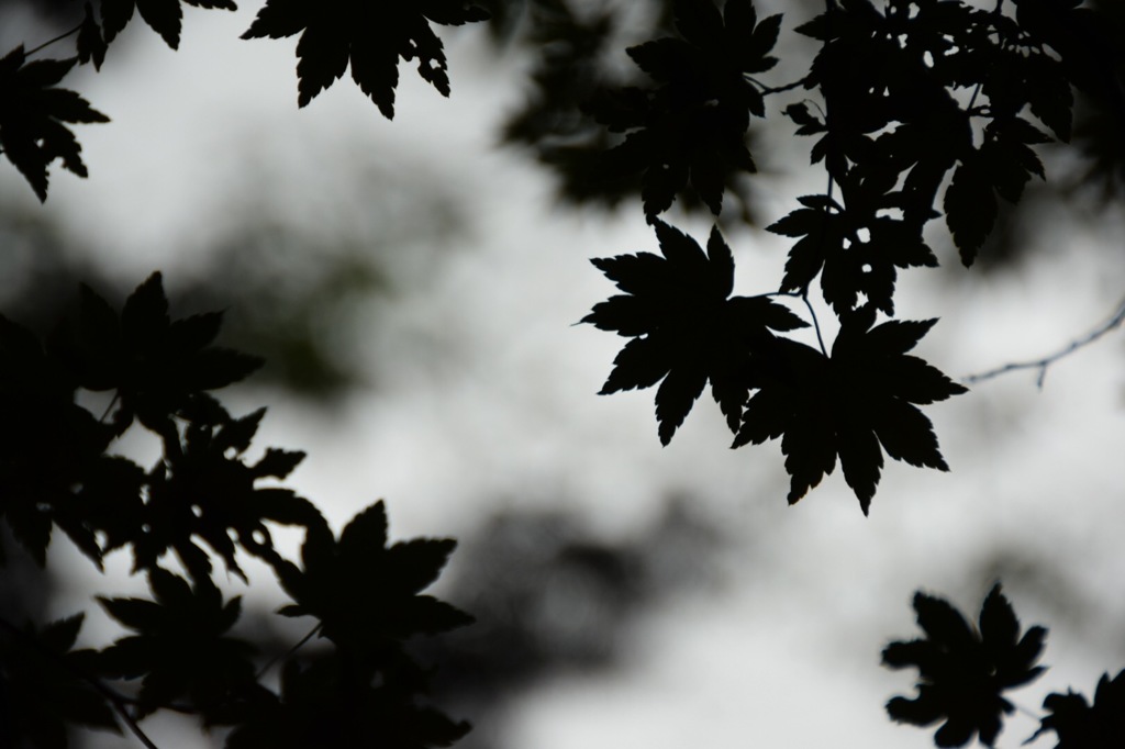 見つける喜び。