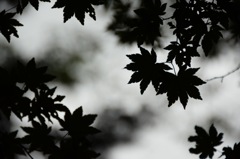 見つける喜び。