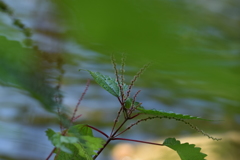 偶然は、まだせつなくて。