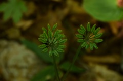 おかれた場所で力強く生きる君。