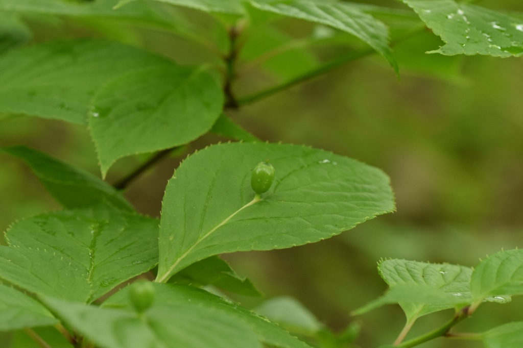 お皿の上に はい、一個。