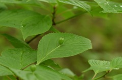 お皿の上に はい、一個。