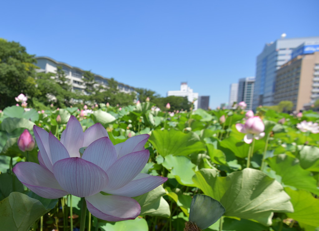 夏旅♪　千秋公園。