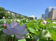 夏旅♪　千秋公園。